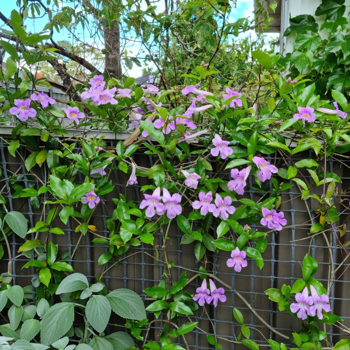 plant image 1634502 plant image 1634502