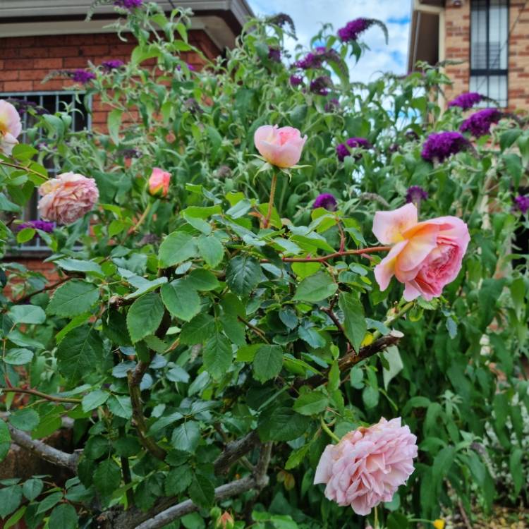 plant image 1634505