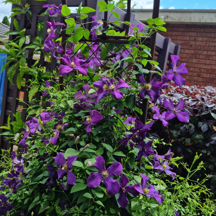 plant image 1636230 plant image 1636230