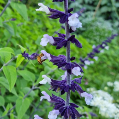 plant image 1636234 plant image 1636234