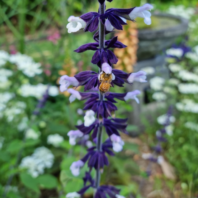 plant image 1636235 plant image 1636235