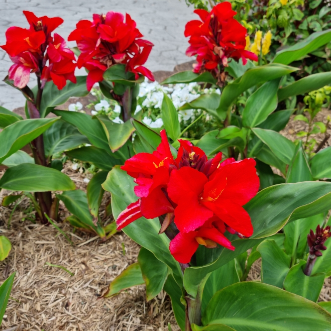 plant image 1637097 plant image 1637097