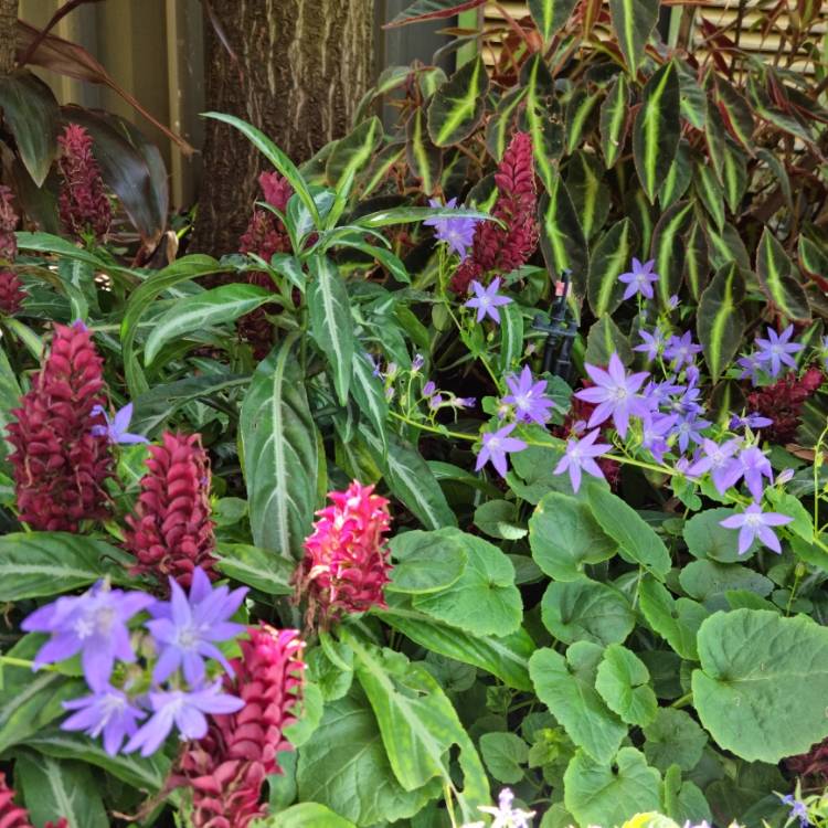 plant image 1638348