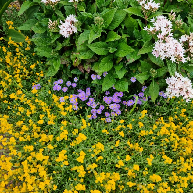 Plant image Brachyscome multifida