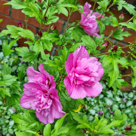 plant image 1638769