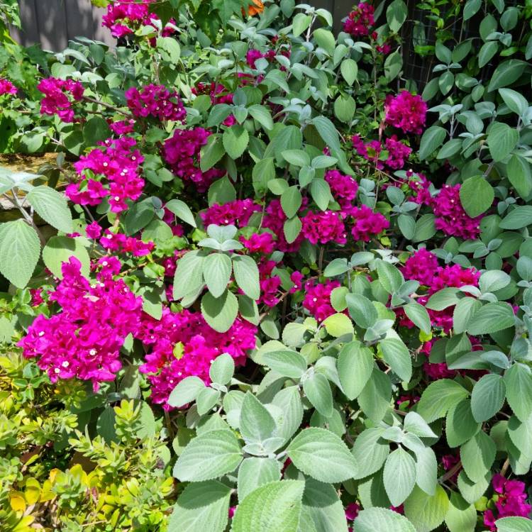 plant image 1640334