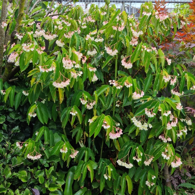 plant image 1641037 plant image 1641037