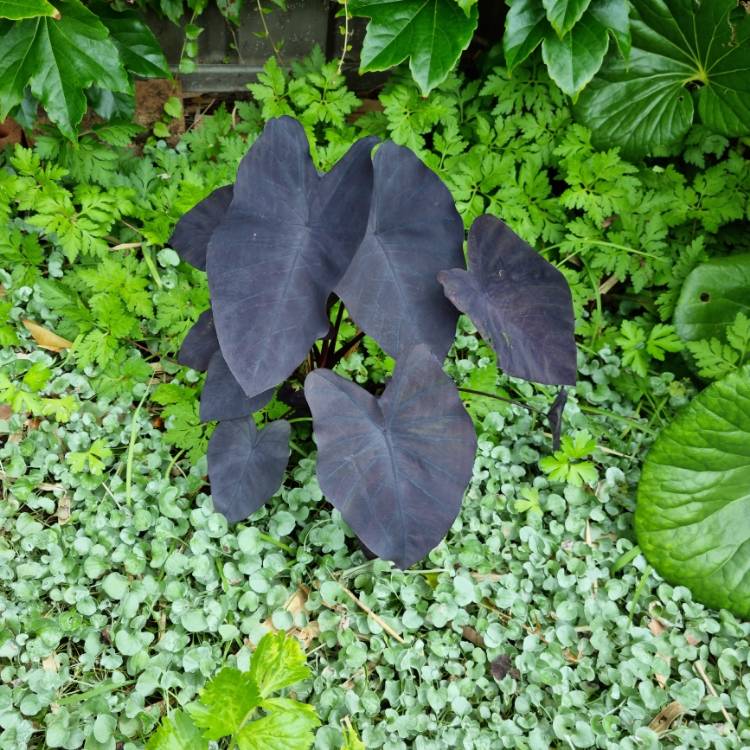 plant image 1641038 plant image 1641038