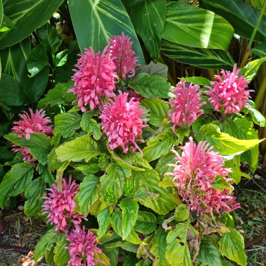 plant image 1641720 plant image 1641720