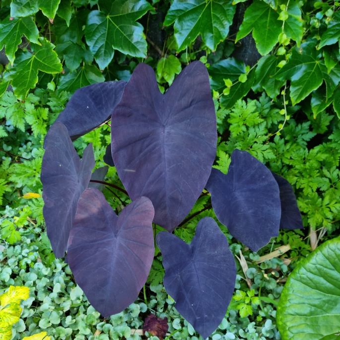 plant image 1643244 plant image 1643244