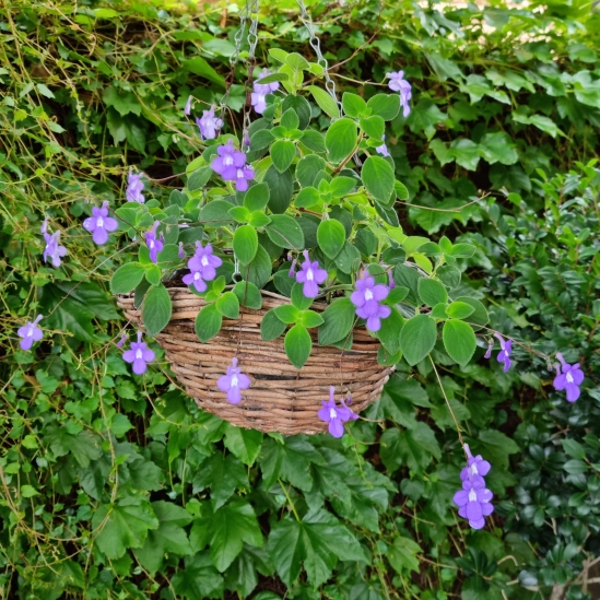 Plant image Streptocarpus caulescens