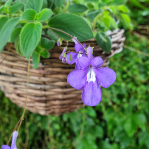 Plant image Streptocarpus caulescens