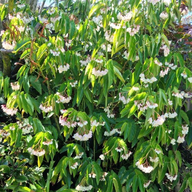 plant image 1643983 plant image 1643983