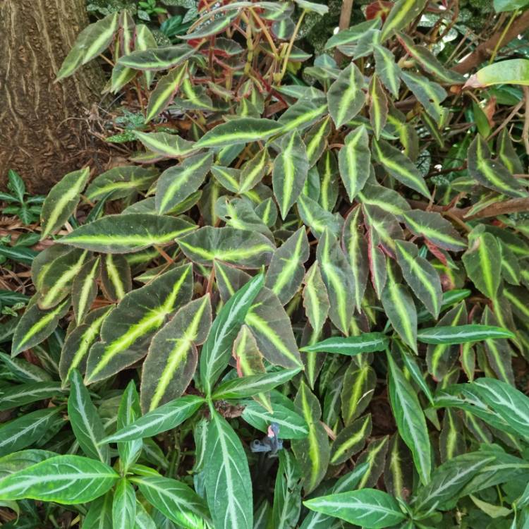 plant image 1643984 plant image 1643984