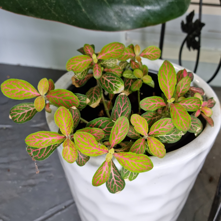 plant image 1644841