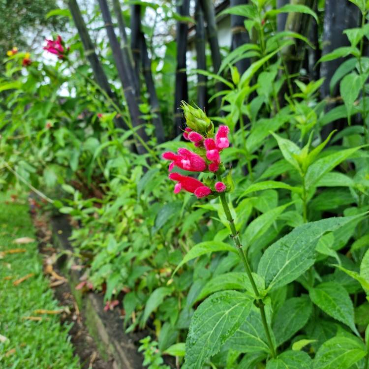plant image 1644845 plant image 1644845