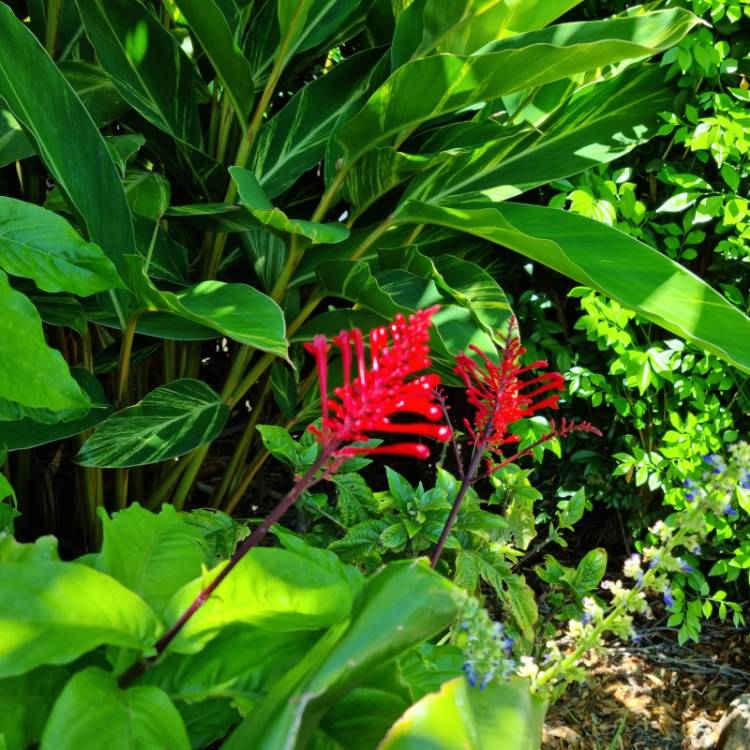plant image 1647071 plant image 1647071