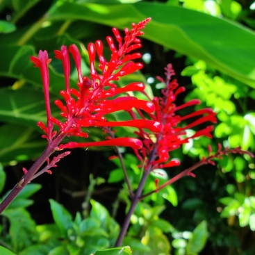 plant image 1647072 plant image 1647072