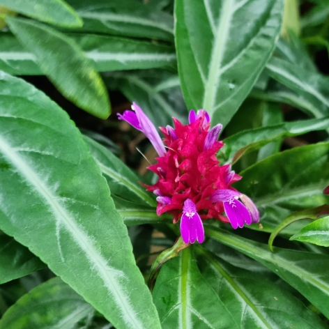 plant image 1648537 plant image 1648537