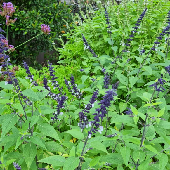 plant image 1652696 plant image 1652696