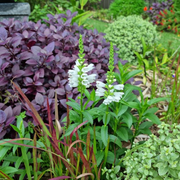plant image 1653757 plant image 1653757