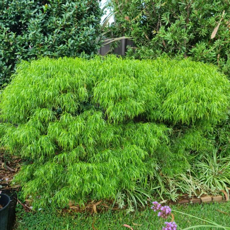 plant image 1653759