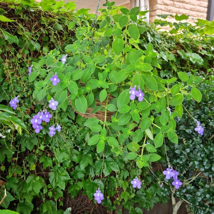 plant image 1653761 plant image 1653761