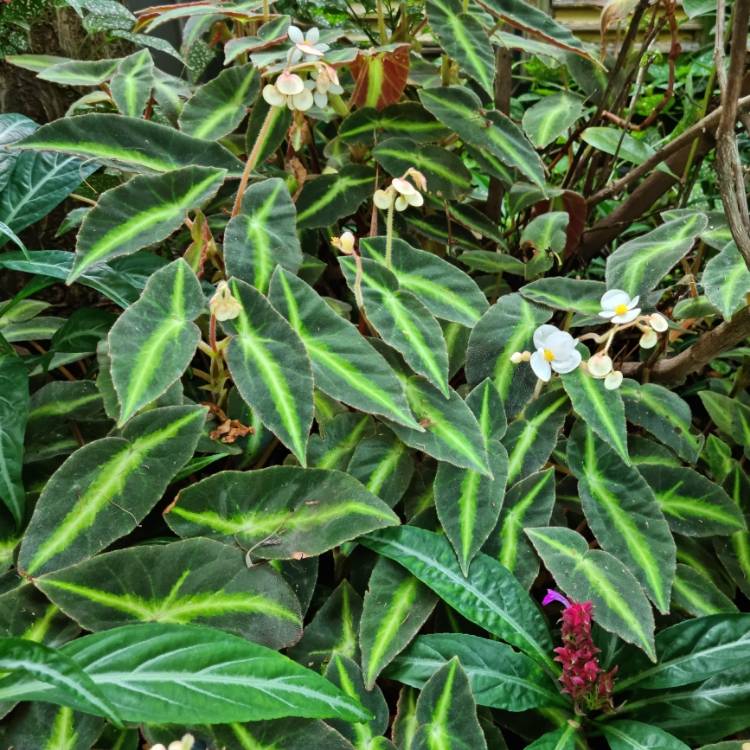 plant image 1659467 plant image 1659467