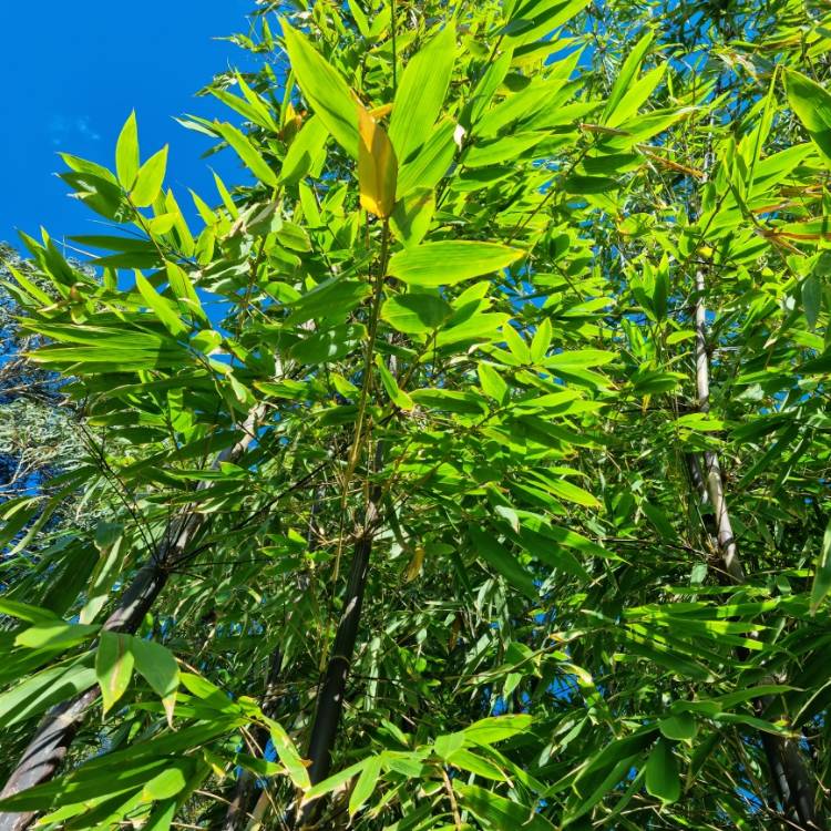 plant image 1660254 plant image 1660254