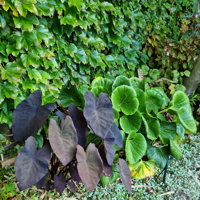 plant image 1660255 plant image 1660255