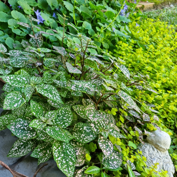 plant image 1661878