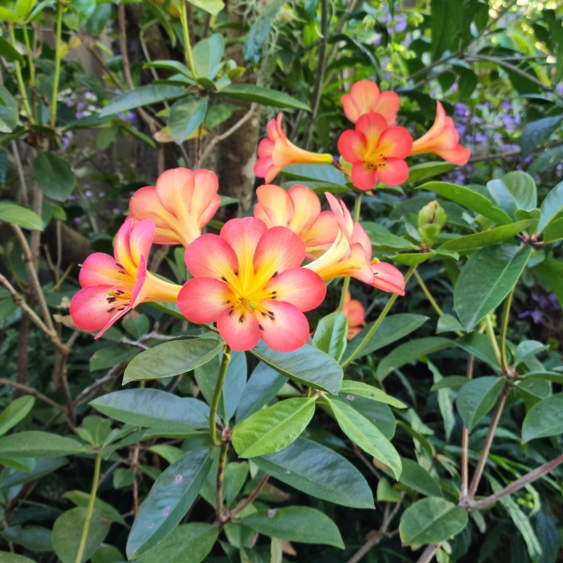 plant image 1661885 plant image 1661885