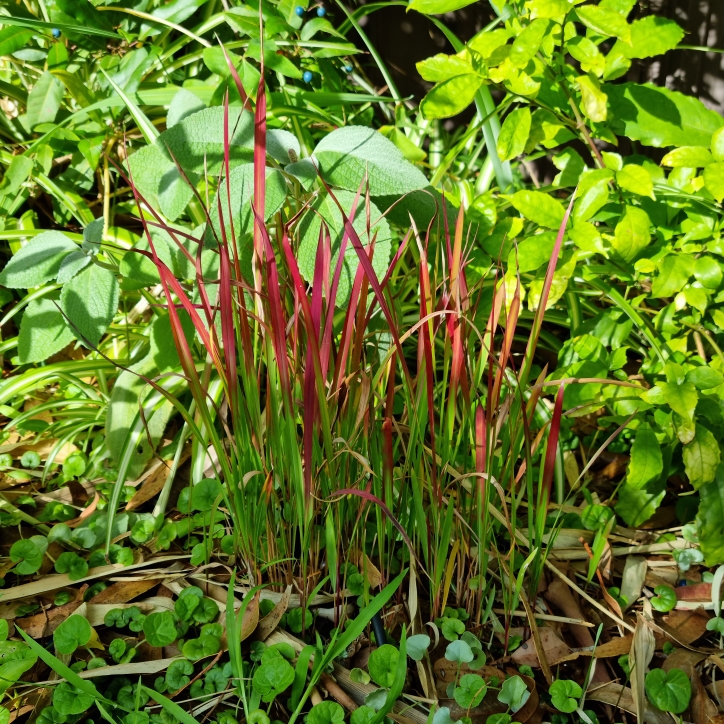 plant image 1664504 plant image 1664504