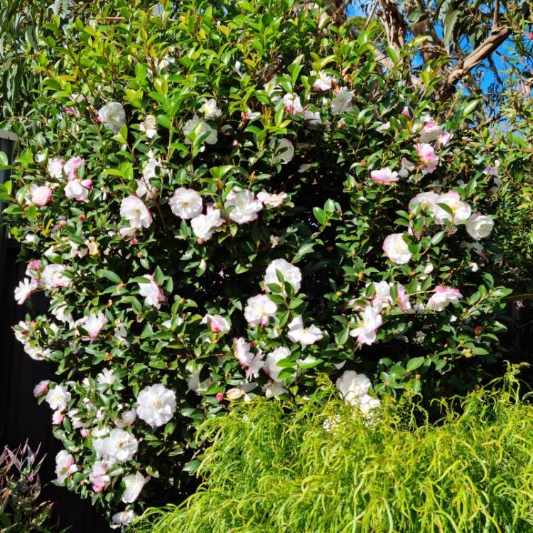 plant image 1664507 plant image 1664507