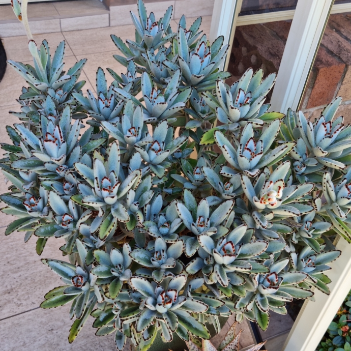 plant image 1676589 plant image 1676589