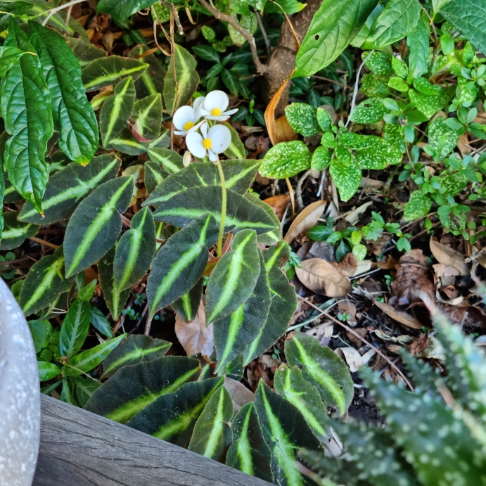 plant image 1681009 plant image 1681009