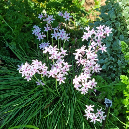 plant image 1685799 plant image 1685799