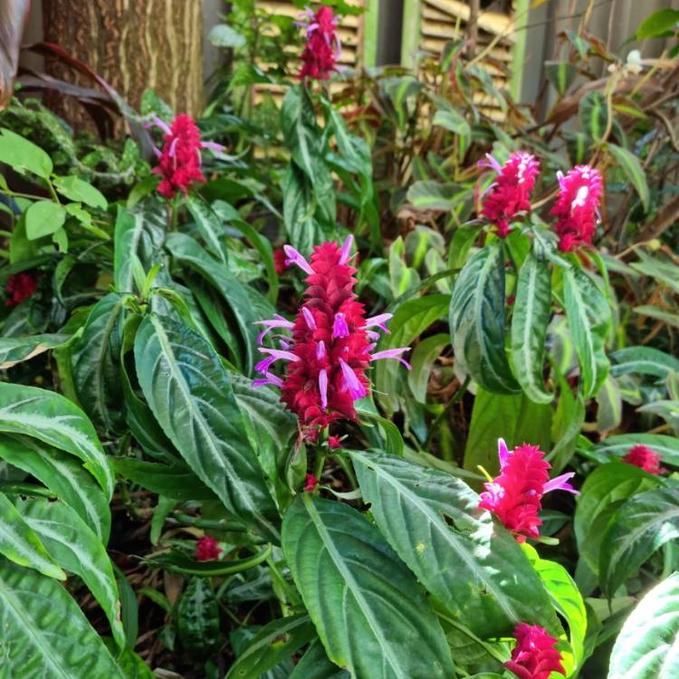 plant image 1685801 plant image 1685801