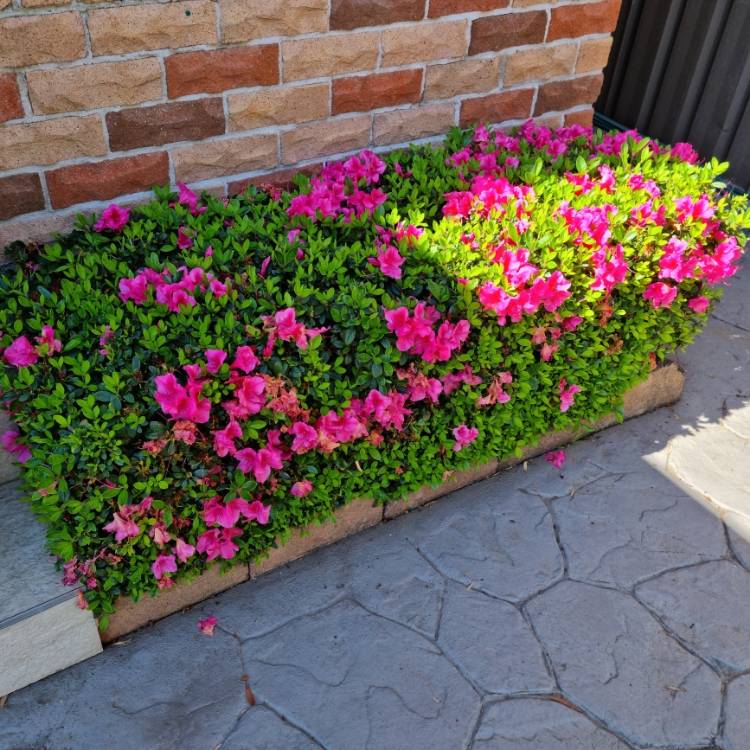 plant image 1685804 plant image 1685804