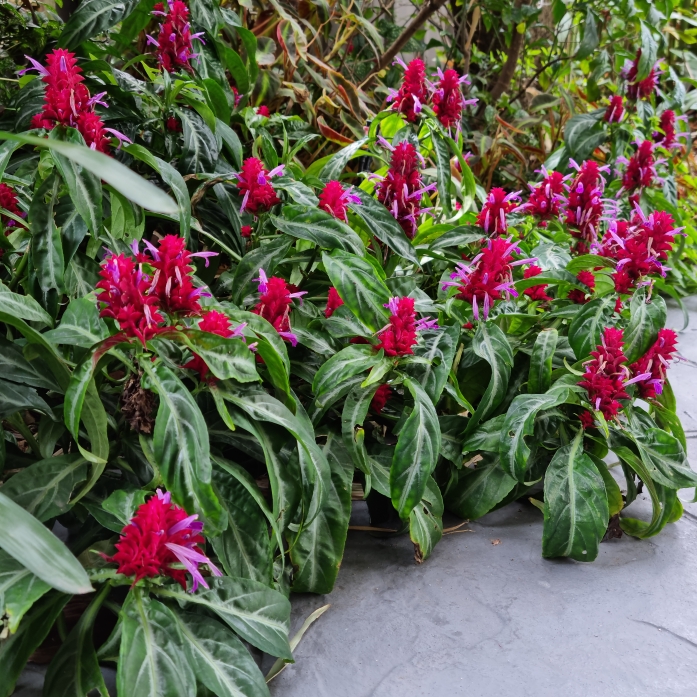 plant image 1687716 plant image 1687716