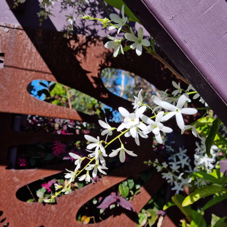 plant image 1688174 plant image 1688174