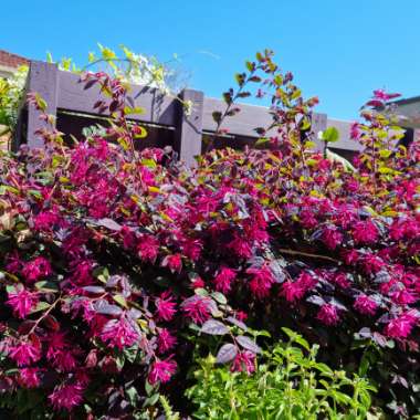 Loropetalum chinense 'Plum Gorgeous'