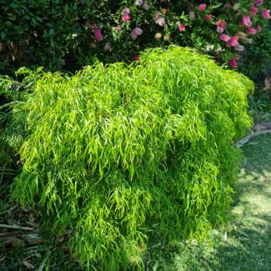 Acacia cognata 'Fettuccine'