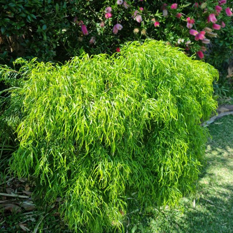 plant image 1688401