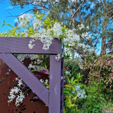 White Sandpaper Vine