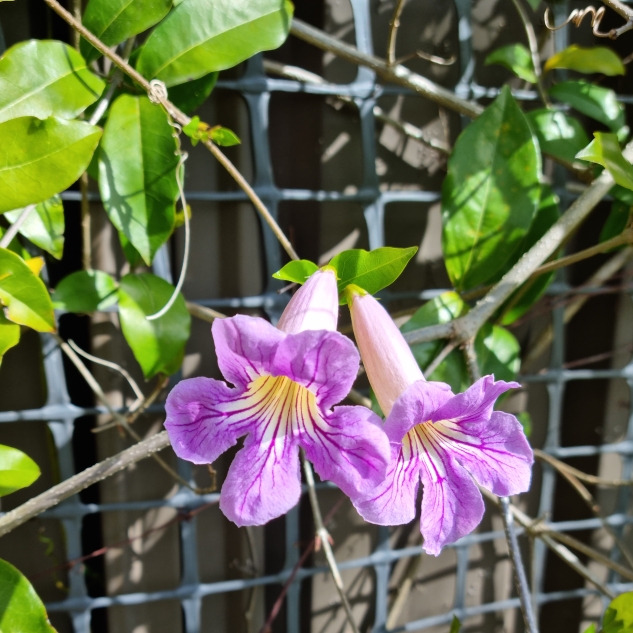 plant image 1689178 plant image 1689178