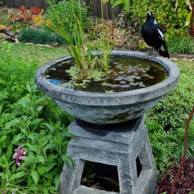Nej's garden