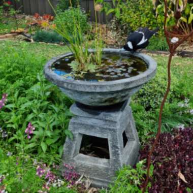 Nej's garden