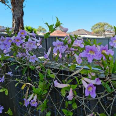 Argentine Trumpet Vine