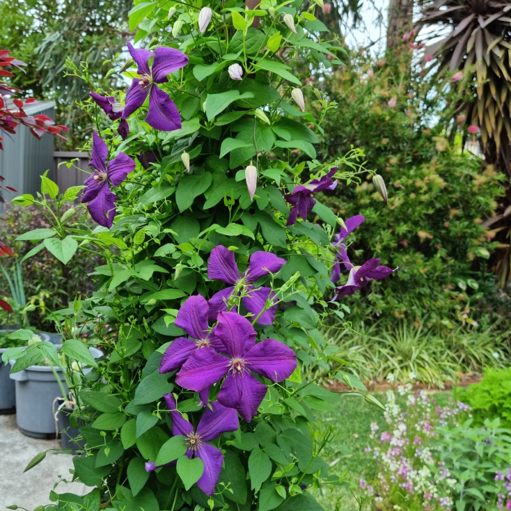 plant image 1690024 plant image 1690024